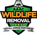 Haines City Wildlife Removal